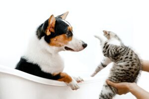 cat and dog